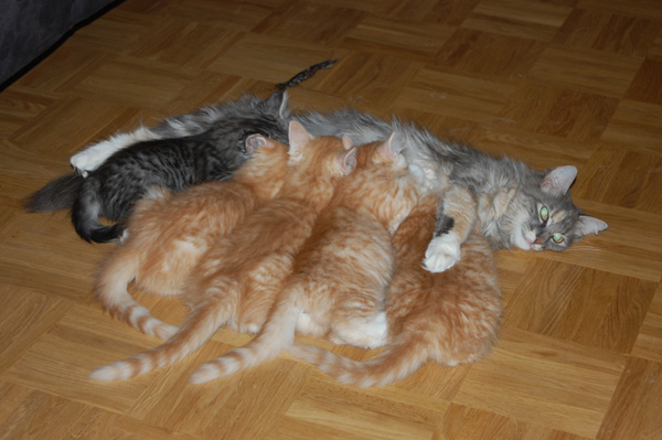 Die beste Mami der Welt.jpg